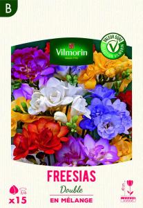 Freesia Double en Mélange (x15)